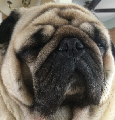 Profile-icon of matthewpugs24